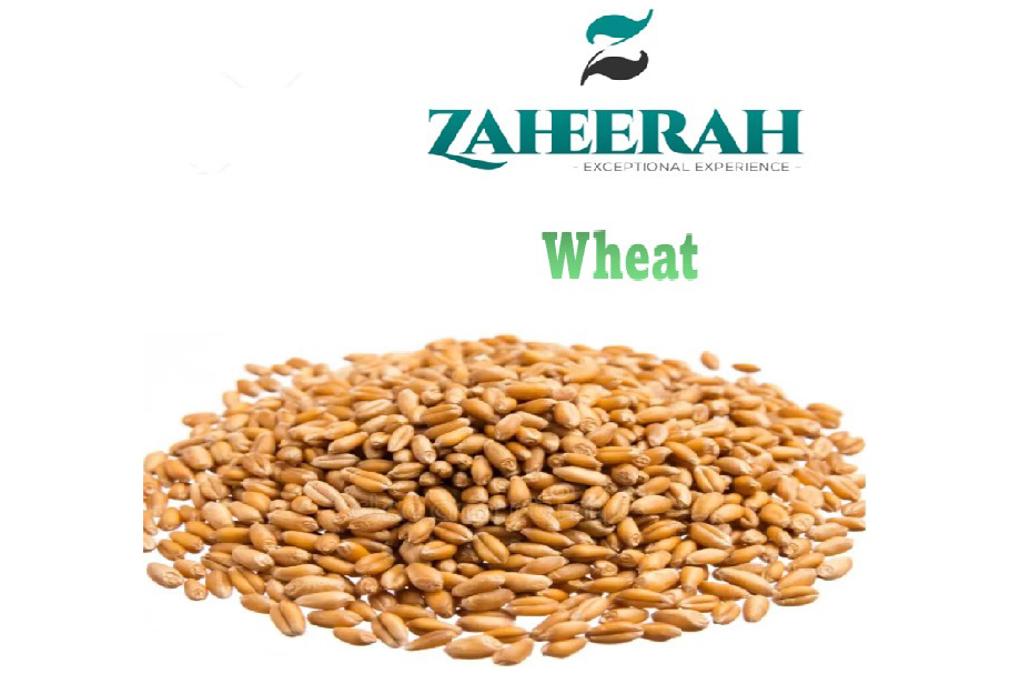 Wheat (100kg/bag)